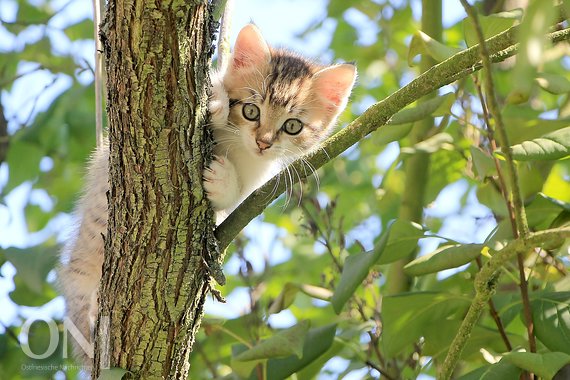 Aktion Herrenlose Katzen Kostenlos Kastrieren Ostfriesische Nachrichten