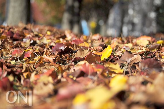 Laubsacke In Diesem Herbst Kostenlos Ostfriesische Nachrichten